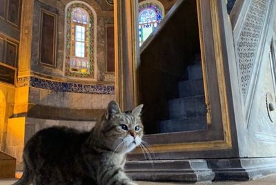 Destroy Bad Vibes With These 20 Wholesome Pet Pics