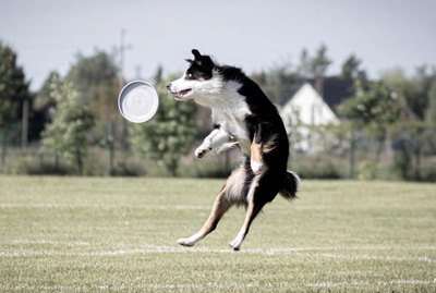 17 Dogs Who Are Pros at Catching Frisbees