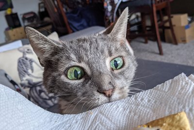 17 Cats Who Are Absolutely Living Their Best Lives