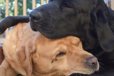16 Dogs Cuddling & Kissing Their BFFs