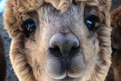 17 Animals That Are So Cute It's a Crime