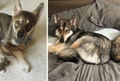 22 Pets Doing Themselves A Hecking Good Grow