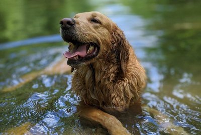 15 Dogs Doing Summer in Style