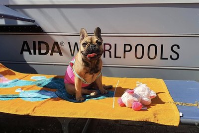 15 Dogs Enjoying The First Day Of Summer