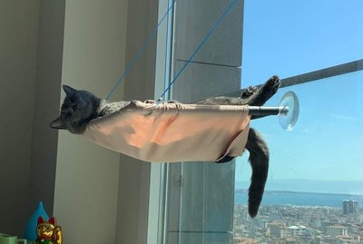 16 Pets Who Are Winning at Life