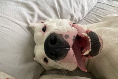 Treat Yourself to These 20 Pictures of Wholesome Animal Antics