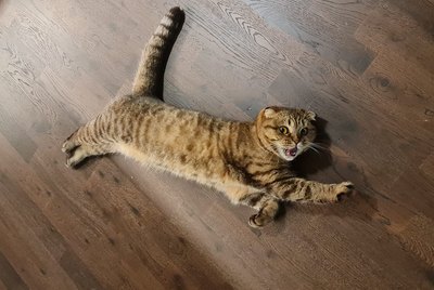 Just 17 Pets Being Ridiculously Cute