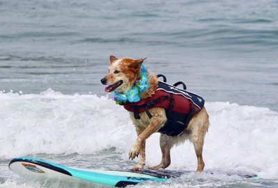 19 Dogs on Surf Adventures in The Ocean (& Kiddie Pools)