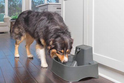 Pet Hydration Awareness Month: Huge July Sale on Chewy