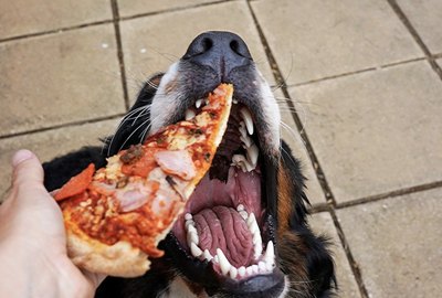 17 Dogs With a Healthy Appreciation for Pizza