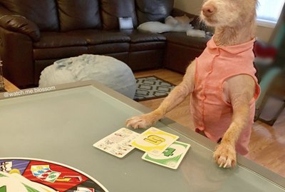 18 Dogs Who Are Card Sharks