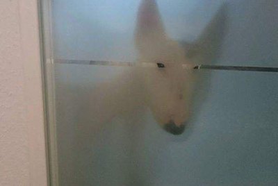 Play Hide and Seek With These 20 Stealthy Puppers
