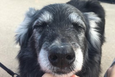 Enjoy These 18 Adorable Senior Dogs Living Their Best Lives