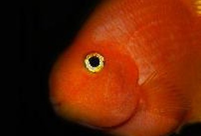 The Life Span of a Parrot Cichlid