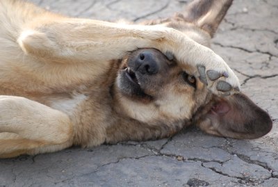How to Search Dog Names by Meaning