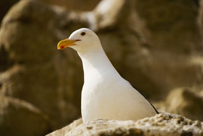 What Types of Birds Have Yellow Beaks?