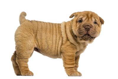 What Is a Pit Bull Shar-Pei Mix Called?