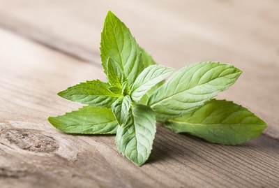 Are Mint Leaves Bad for Dogs?