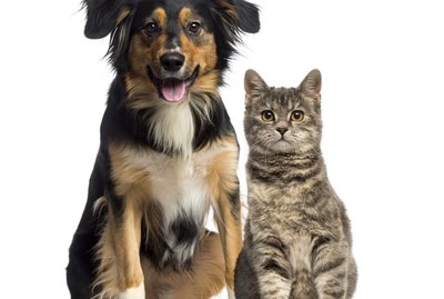 The Dangers of a Dog Eating Cat Food