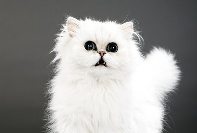 How Do I Whiten My Cat's Fur?