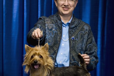 How to Groom a Terrier Mix