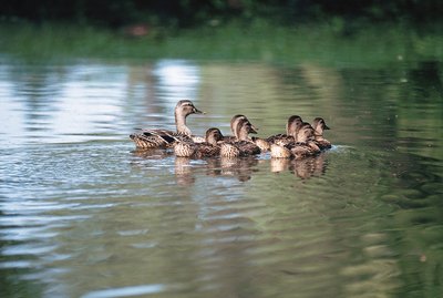 How to Identify Duckling Breeds