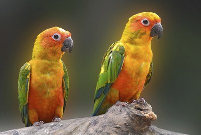 How to Tell the Difference Between a Male & Female Sun Conure