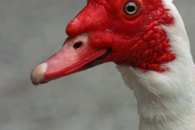 How to Control the Aggression in a Muscovy Duck