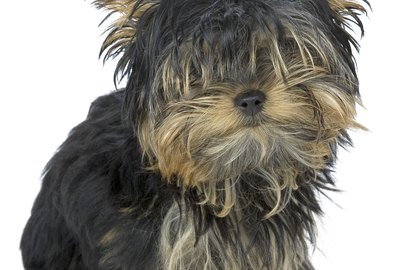 How to Groom a Yorkie Bichon Puppy