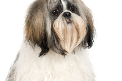 Hairstyles for Shih-Tzus