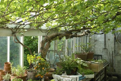Can Birds Be Kept in a Greenhouse?