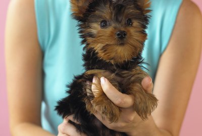 How to Give a Yorkie Girl a Haircut