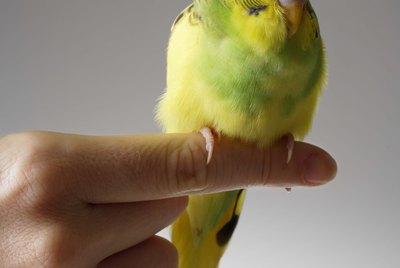 What Do You Put Inside a Nestbox for Parakeets?