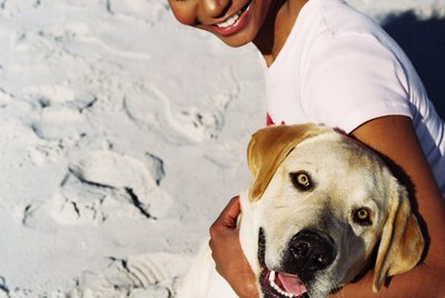 Labrador-Heeler Mix Training Methods
