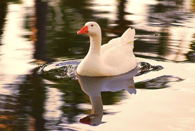 How to Teach Your Duck Not to Bite
