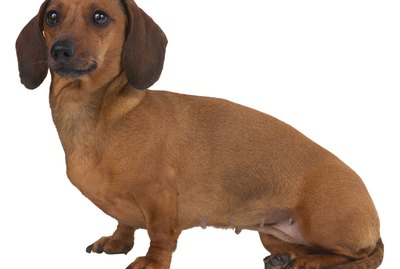 Breeding Cycle of a Miniature Dachshund