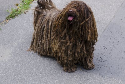 Types of Long-Haired Dogs