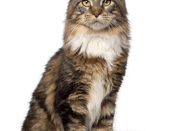 Types of Cats With Long Ear Fur