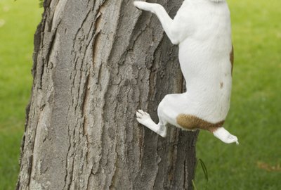 How to Build a Training Tube for a Squirrel Dog