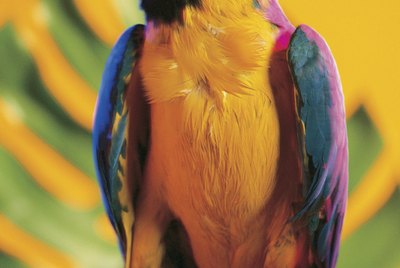 The Room Temperature Needed for Sun Conures