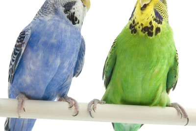 Why Do My Budgies Fight?