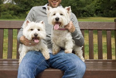 How to Keep a Westie's Coat White