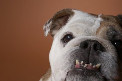 How to Brush a Dog's Teeth Without Toothpaste