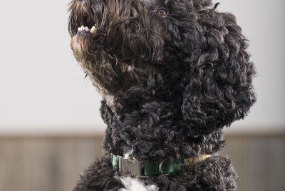 How to Groom a Poodle Mix