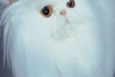 How to Get Mats Out of a Cat's Fur With Hair Conditioner