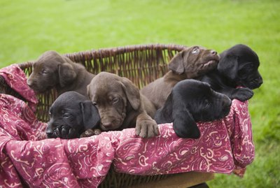What Should I Do if My Dog's Puppy Is Dead?