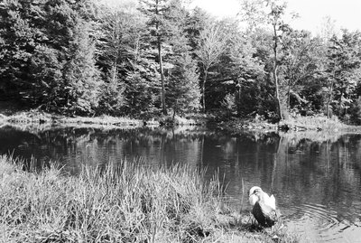 Behavioral Adaptations of Ducks to Water