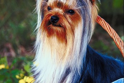 How to Cut a Yorkie's Facial Hair