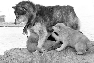 What Do Wild Siberian Huskies Eat?