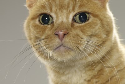 Dye Pills to Identify Cat Urine